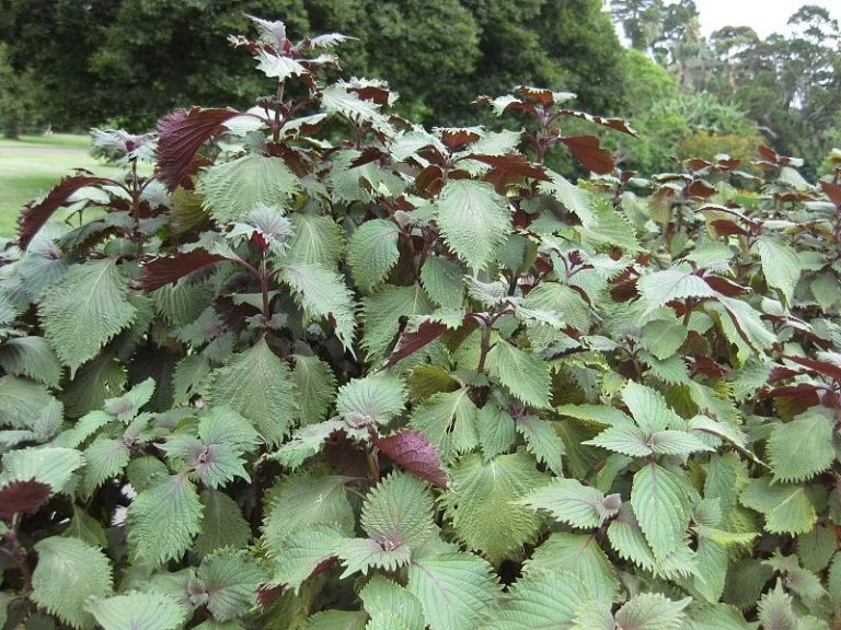 Eau gazeuse au shiso boissons pour sushi